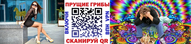 где продают   Малая Вишера  Псилоцибиновые грибы Cubensis 